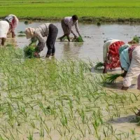 کارگر شمالی جهت کاشت برنج