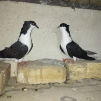 کبوتردمگیر