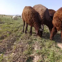 بره ماده هترو