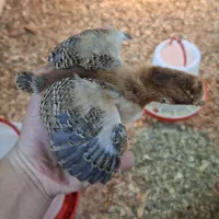 جوجه گلپایگان پانزده روزه