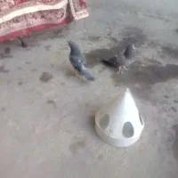 کبوتر|پرنده|بجنورد, |دیوار