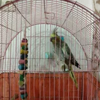 مرغ مینا و عروس هلندی