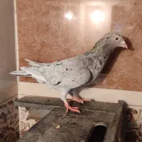 کفتر جفت نر جفت با هم 800