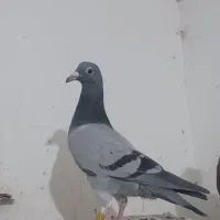 جوجه مسافتی جان آردن