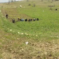 سرکارگر کشاورزی