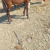 قاطر اسب