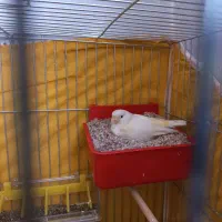 ماده قناری جفت خور سهره
