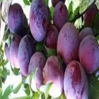 انواع نهال آلو خرمایی و توسرخ