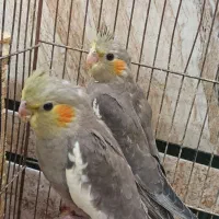 عروس پاریس