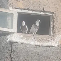 دوعددطوقی فروشی