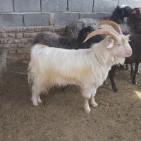 نربزسانن