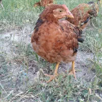 مرغ نیمچه