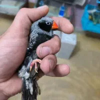 فروش فنچ بلک چیکت و فول اورنج