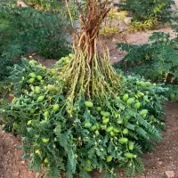 نخودبلبلی کرمانشاه تازه وخوشمزه