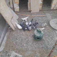 کفتر