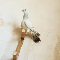 پلاکی شامی  و ابلق