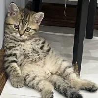 بچه گربه دو ماهه