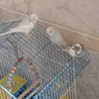 مرغ عشق