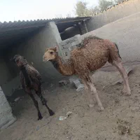 شتر جونگ|حیوانات مزرعه|زهک, |دیوار