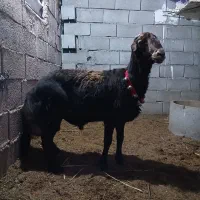 شیشک قوچ