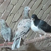 کبوتر رنگی و هفترنگ خطی