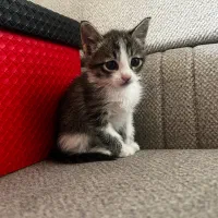 واگذاری ۲بچه گربه حمایتی