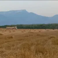 جمع کردن پرس گندم وکلزا و..