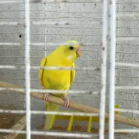پرنده