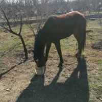 سایت و تجهیزات سوار کاری