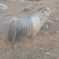 دوبر
