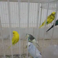 مرغ عشق