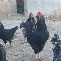 خروس گلین مشکی
