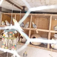 حیوانات پرنده