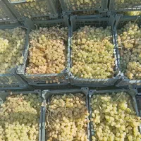 انگور شیرین 75 حراج