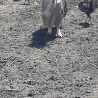 سابرین
