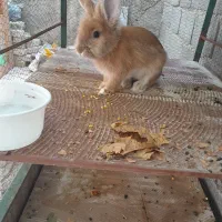 خرگوش لوپ