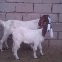 چهار عدد بز محلی