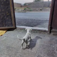 سگ نژاد