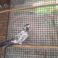کبوتر|پرنده|گرگان, |دیوار