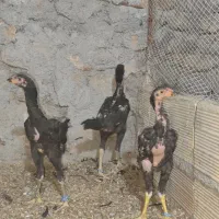 جوجه لاری اوشامو یتیغ مشکی