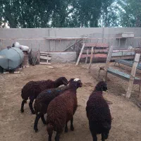 بره ماده