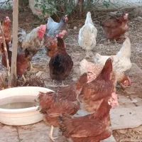 مرغ رسمی