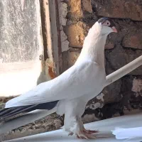کفتر|پرنده|جلگه رخ, |دیوار