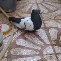 کبوتر
