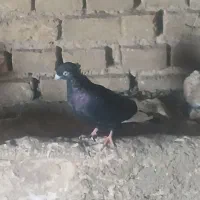 کبوتر|پرنده|سبزوار, مدرس|دیوار