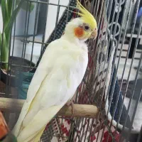 عروس هلندی ماده