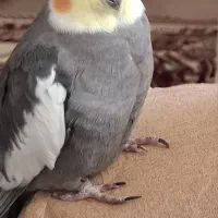 عروس هلندی گم