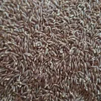 محصولات ارگانیک کشاورزی (بزرک)