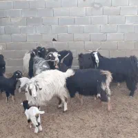 ۱۰ راس بز و چپش زایده،میش،بره