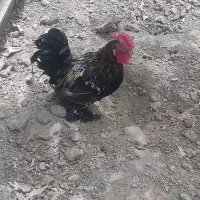 یک عدد خروس زیبا و با نژاد